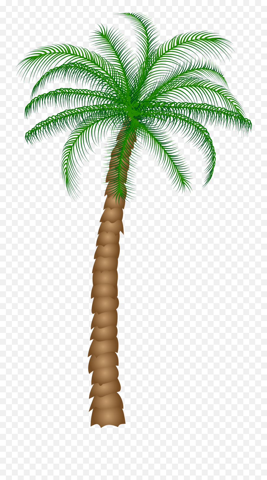 Palm Tree Png Clipart - Real Palm Tree Png Transparent Emoji,Palm Tree Png