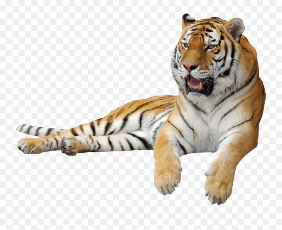 Jumping Tiger Clipart Transparent Png - Stickpng Tiger Transparent Emoji,Tiger Clipart