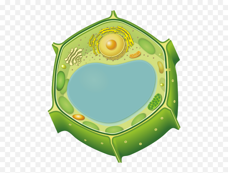 Cell Wall Without Label Clipart - Full Size Clipart Plant Cell Png Emoji,Label Clipart