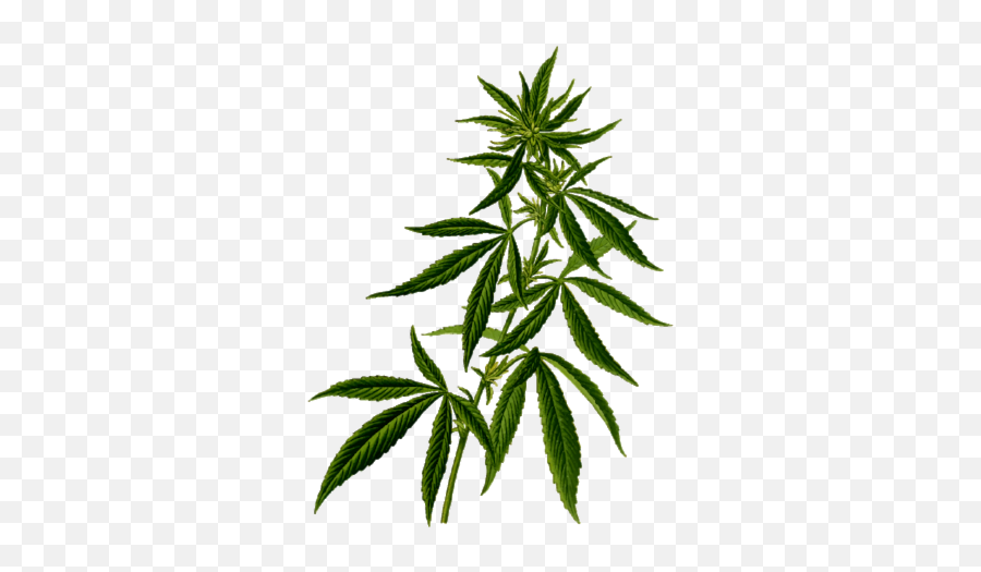 Cannabis And Anxiety Dr Emoji,Weed Png
