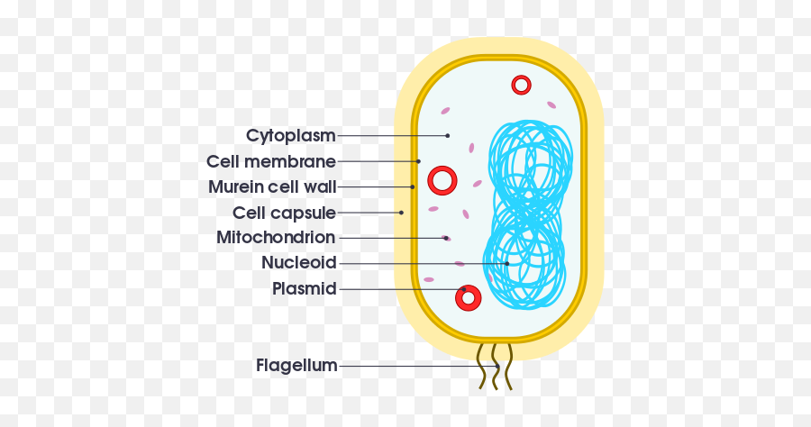 Difference Between Parasites And Bacteria Difference Between - Cell Envelope Simple Diagram Emoji,Bacteria Png