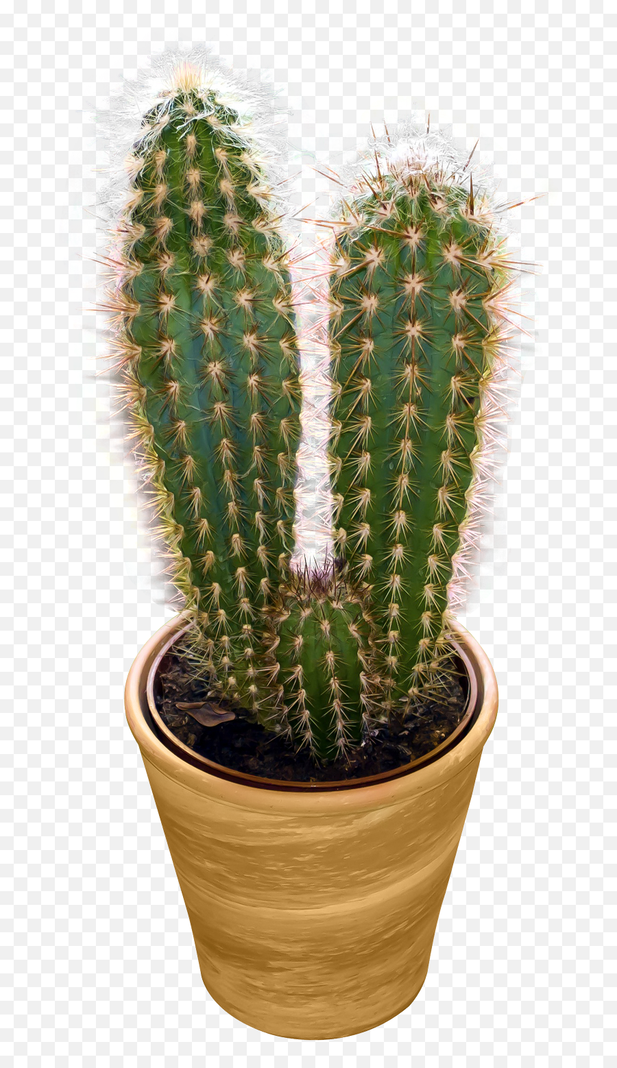 Classic Duo Cactus Png Image - Cactus Png Emoji,Cactus Png