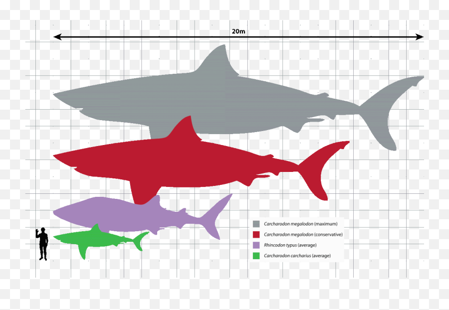 Whale Sharks Emoji,Shark Week Logo