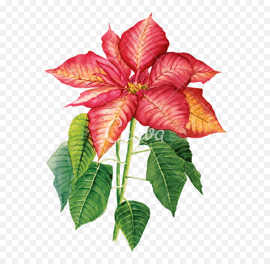 Download Watercolor Drawing With Poinsettia - Craftemotions Emoji,Poinsettia Transparent Background