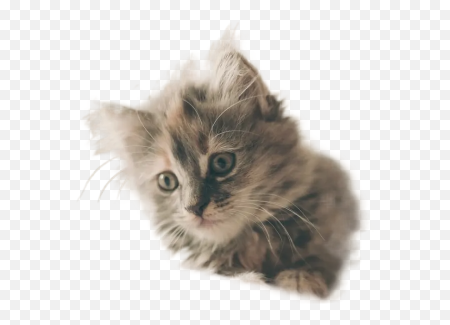 Best 44 Cats Images Hd Free Download Transparent Images Emoji,Kitten Transparent Background