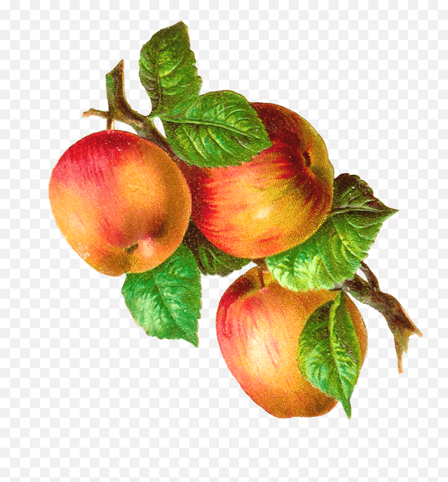 Apples On A Branch Vintage Transparent Png - Stickpng Emoji,Vintage Transparent