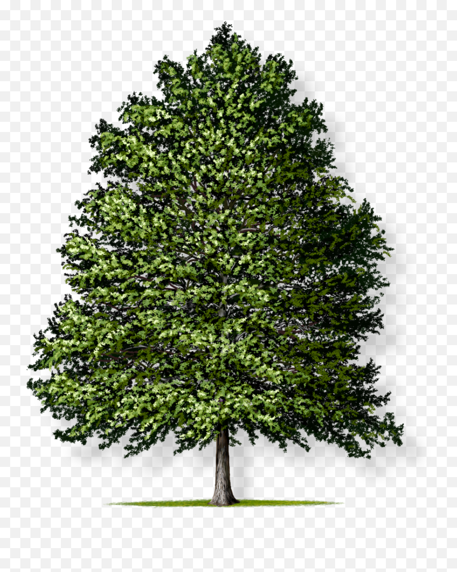 Tree Montgomery - Vertical Emoji,Oak Tree Png