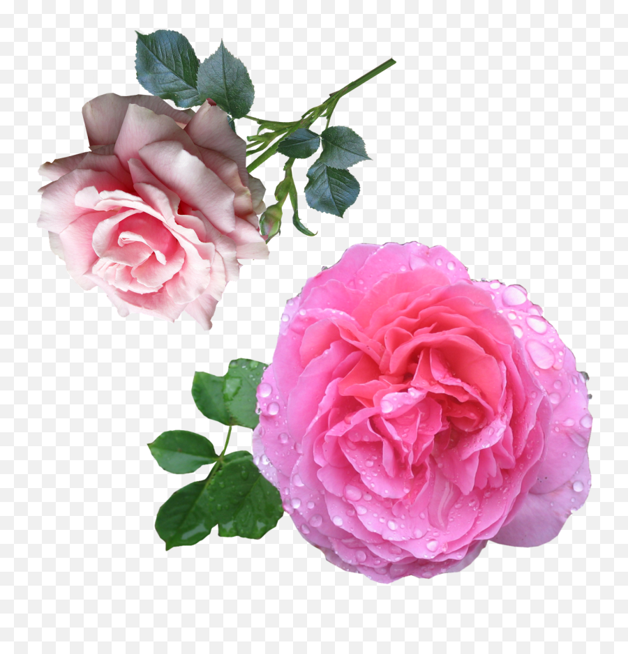 Tumblr Rose Png - Pink Roses 4191564 Diy Essential Oil Perfume Rose Emoji,Pink Rose Png