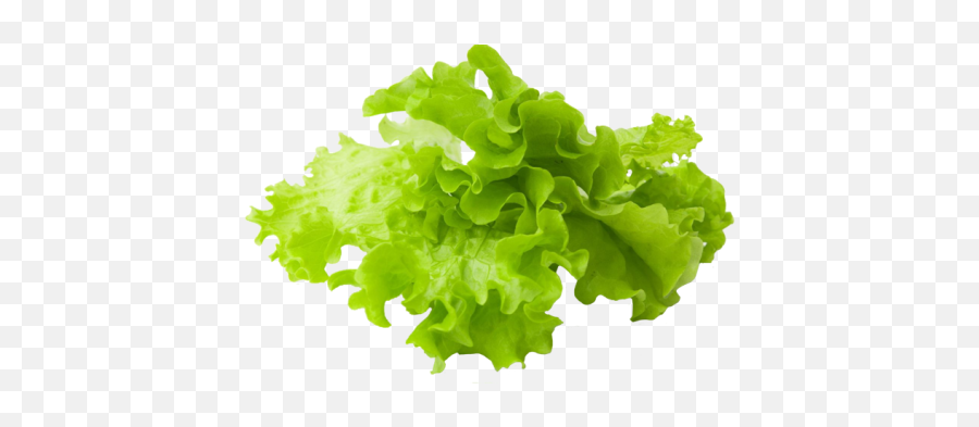 Download Lettuce Slice Png Clipart Free - Burger Slice Lettuce Png Emoji,Lettuce Clipart