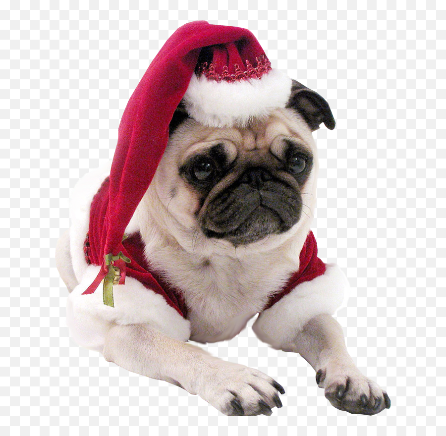 Christmas - Pugdogtransparentbackground Teespy Transparent Background Dog Clothes Png Emoji,Dog Transparent Background
