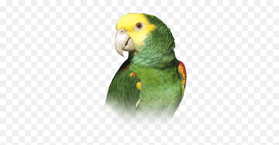 Double Yellow - Headed Amazon Parrot Personality Food U0026 Care Yellow Headed Amazon Parrot Emoji,Amazon Transparent