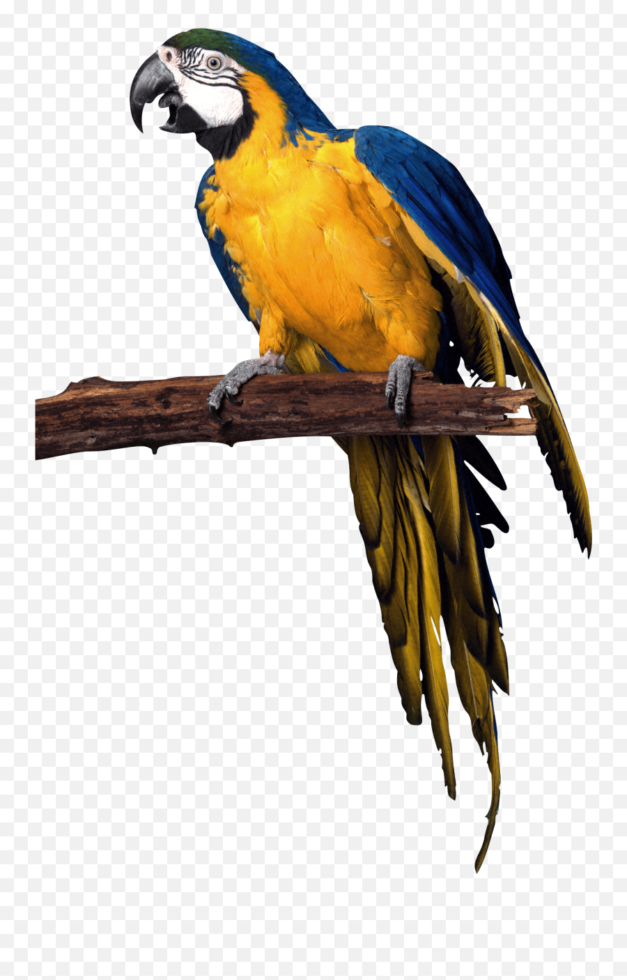 Parrot Png Images Download Hq Png Image - Parrot Png Emoji,Parrot Png