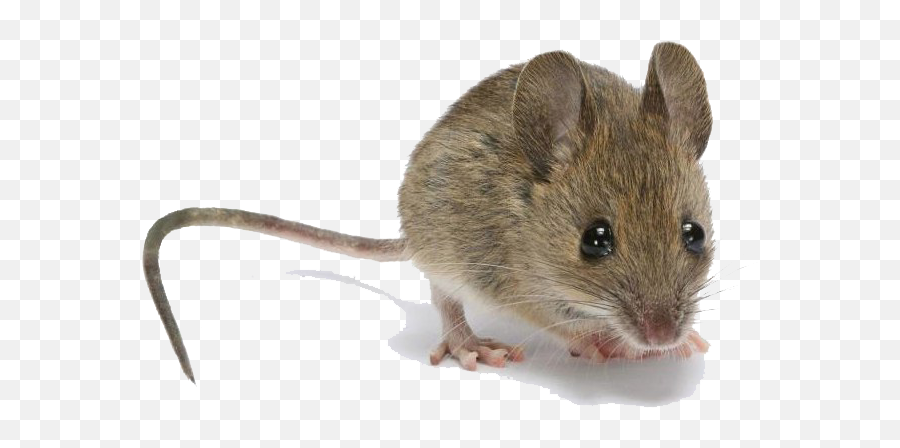 Mouse Transparent Images - Mus Musculus Mouse Animal Emoji,Mouse Transparent