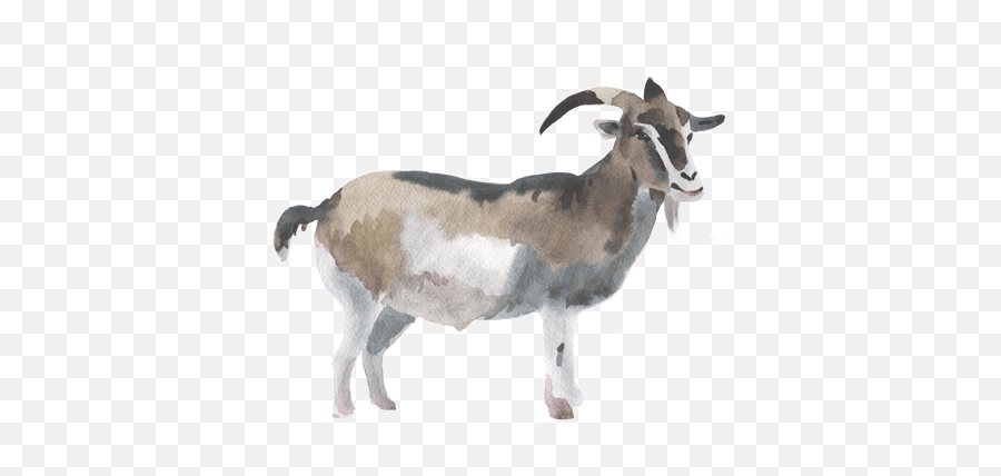 All Natural Grass Fed Goat - Watercolor Goat Full Size Png Emoji,Goat Transparent Background