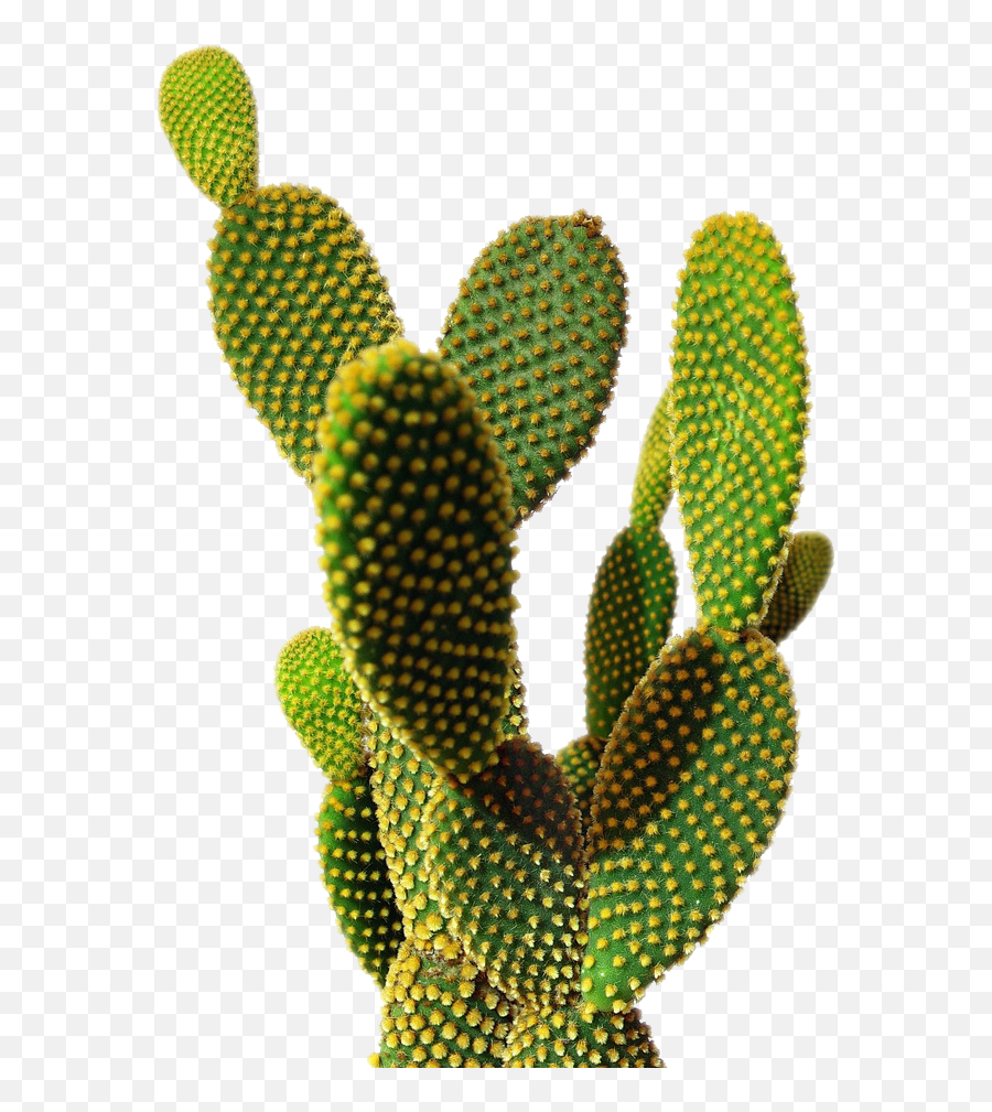 Cactus Png Image - Transparent Background Cactus Png Emoji,Cactus Png