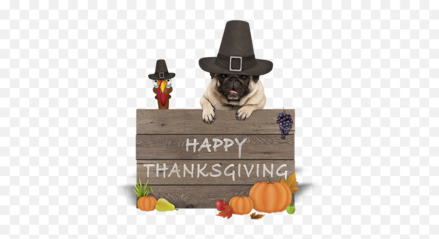Dou0027s And Donu0027ts To Keep Your Pets Safe This Thanksgiving Emoji,Tin Foil Hat Png
