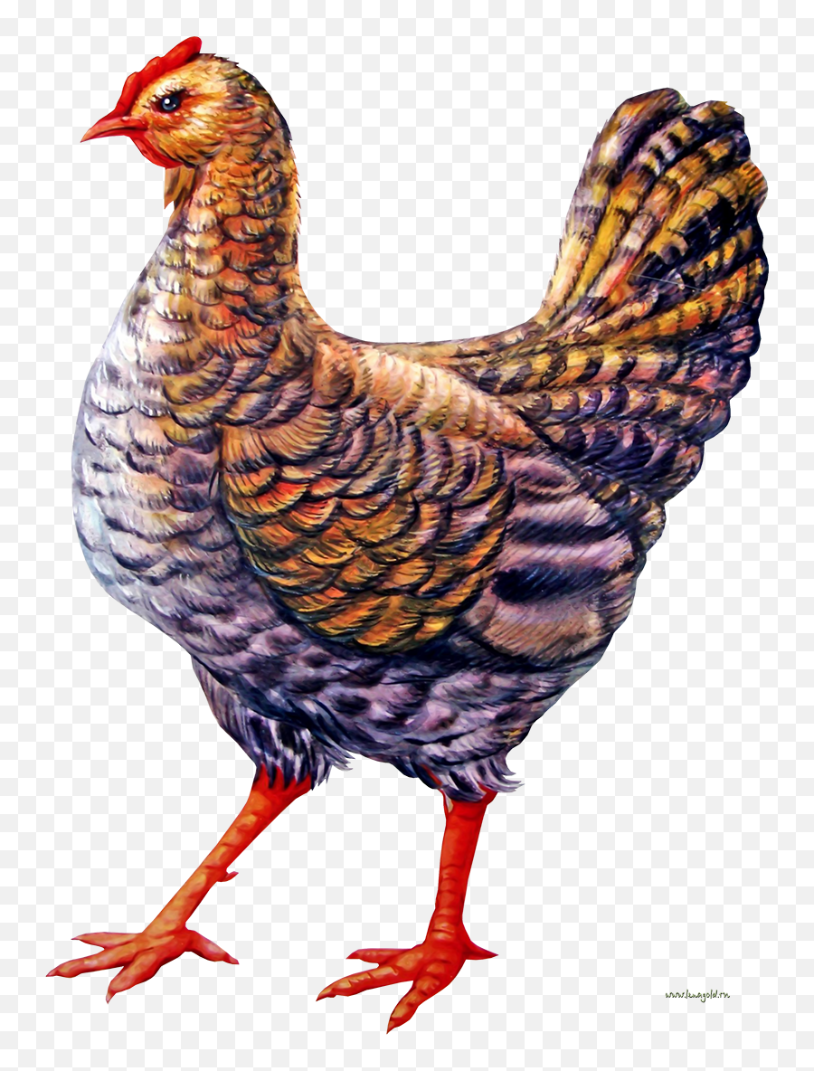 Chicken Clipart Png Vector Stock - Chicken Clipart Emoji,Chicken Clipart