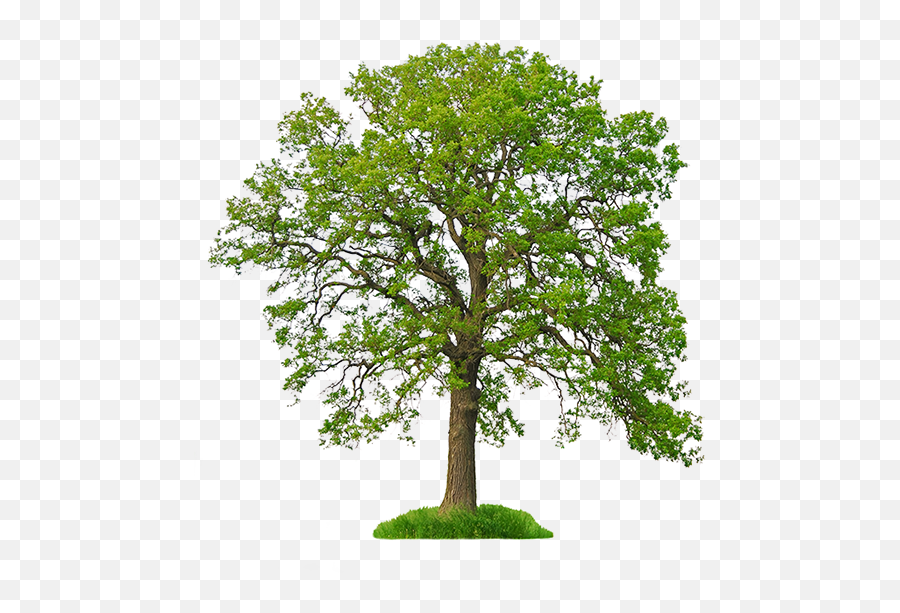 White Oak Stock Photography Tree Northern Red Oak - Tree Png Emoji,Red Tree Png