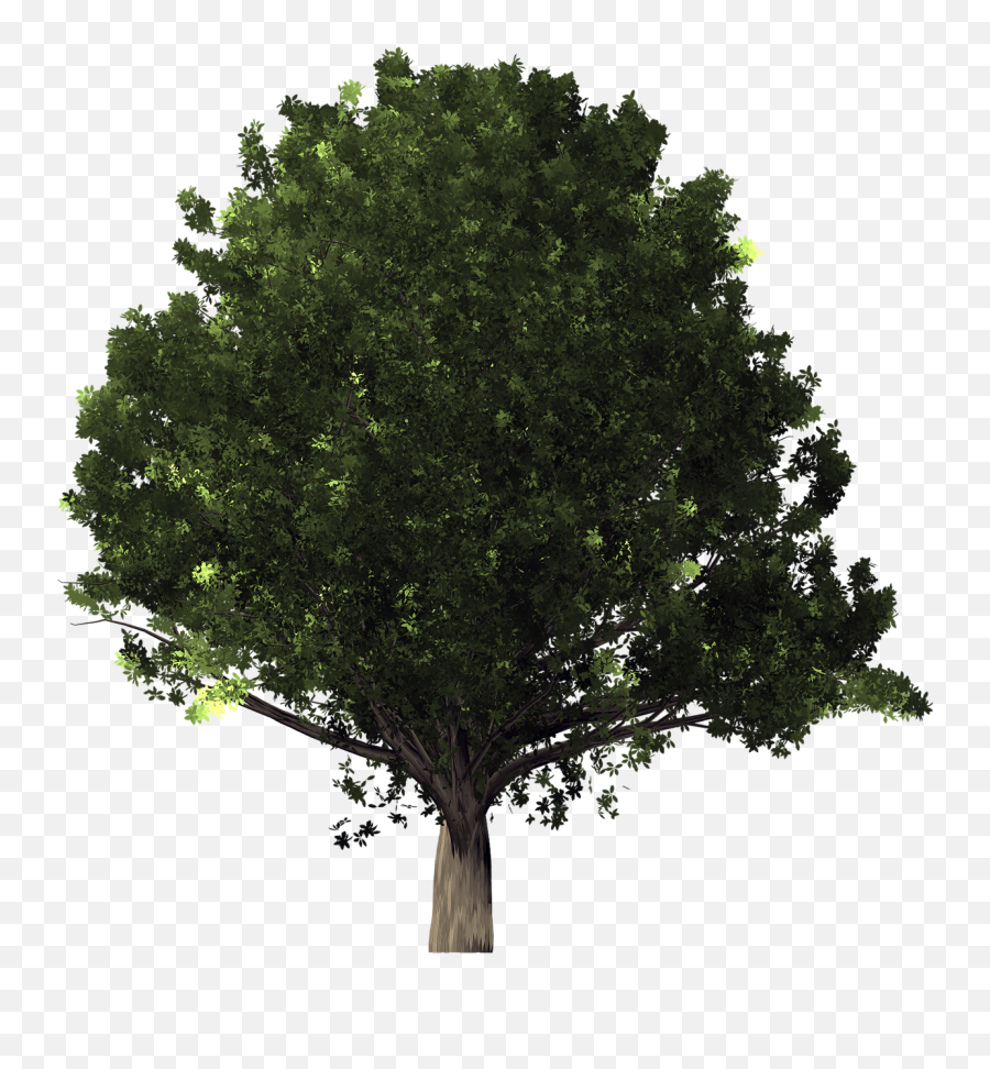 Oak Tree - Mango Tree Png Transparent Emoji,Tree Transparent