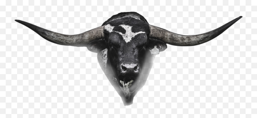Hetland Horns In Central Missouri - Bull Head Real Png Emoji,Horns Png