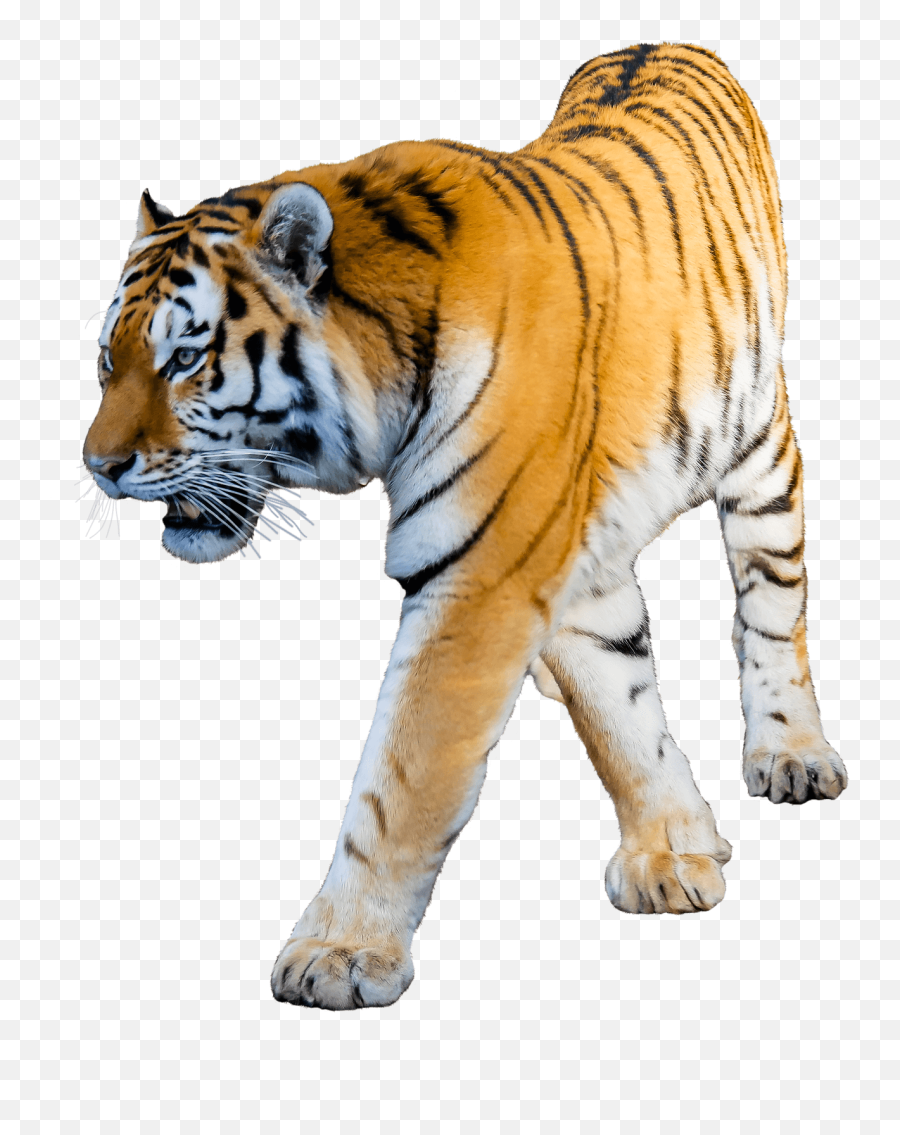 Tiger Png Clipart 3 - Free Download Tiger Transparent Png Emoji,Tiger Clipart