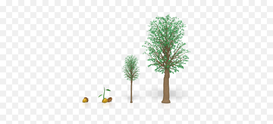 Download Young Oak Tree Png - Development In A Tree Emoji,Oak Tree Png
