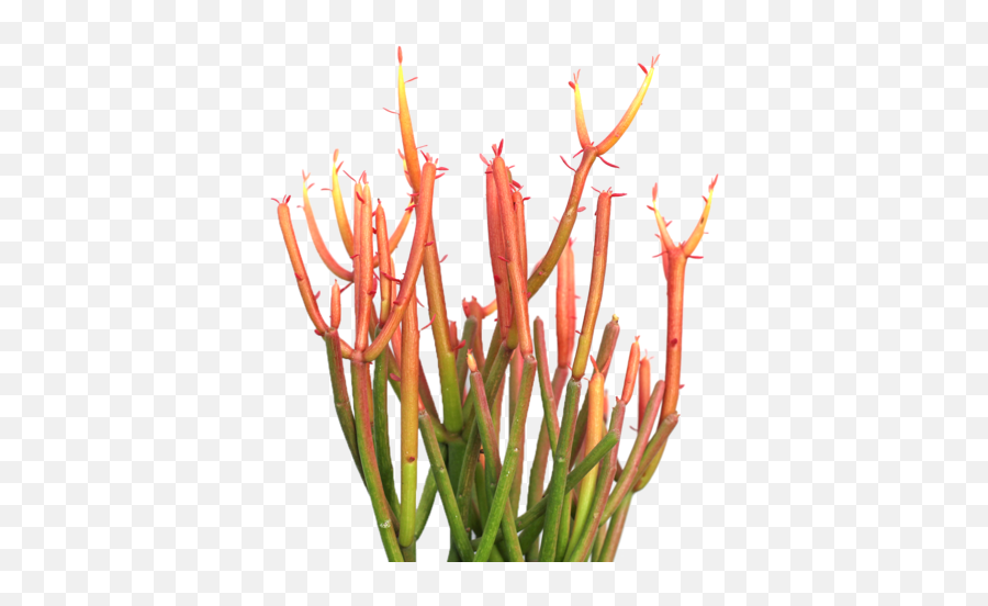 Succulent Plant Transparent Png Image - Sticks On Fire Png Emoji,Succulent Png