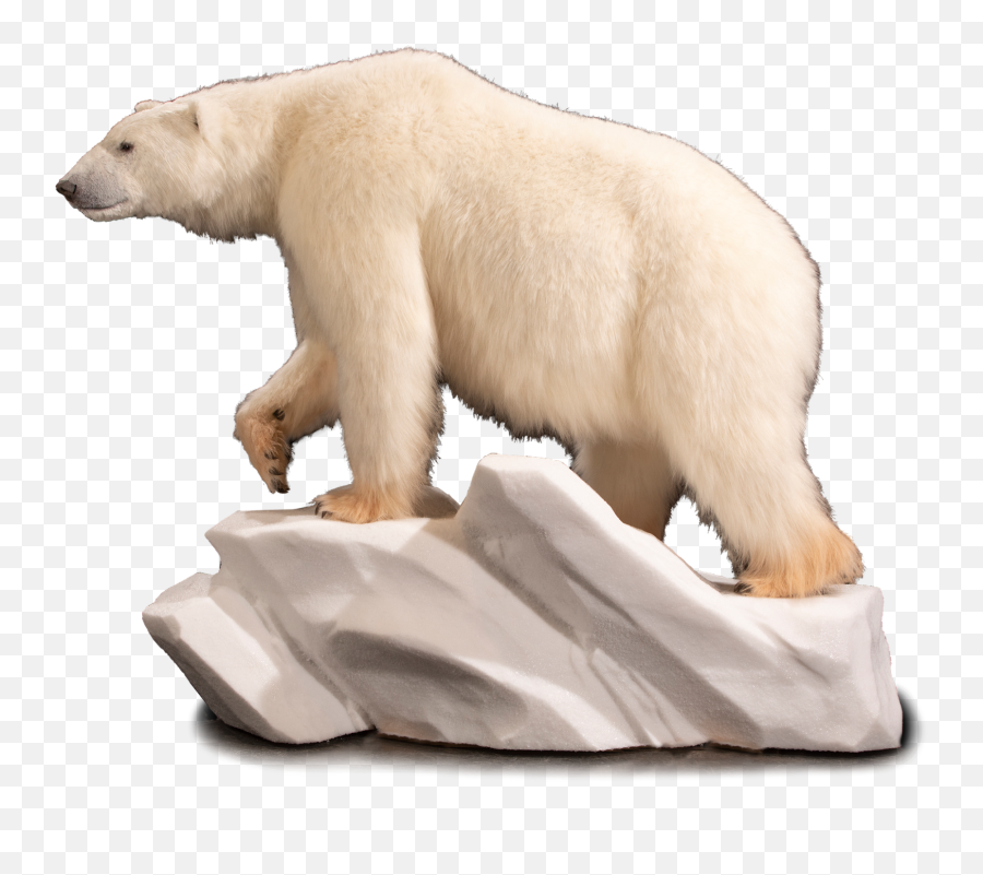 Our Work - Polar Bear Emoji,Polar Bear Png