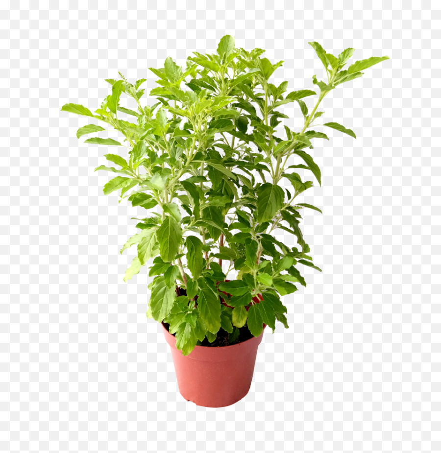 Herb Basil Leaf Pot Transparent Png Png Mart - Holy Basil Tulsi Plant Png Emoji,Pot Leaf Png