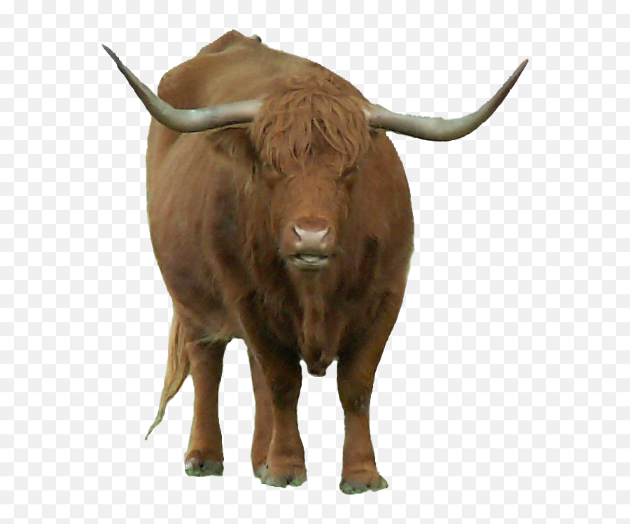 Bison Png Transparent Images - Animal Horns Png Bull Emoji,Bison Clipart