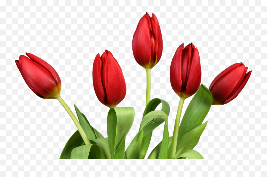 Tulip Flower Png Images Free Gallery - Transparent Background Tulip Png Emoji,Floral Png