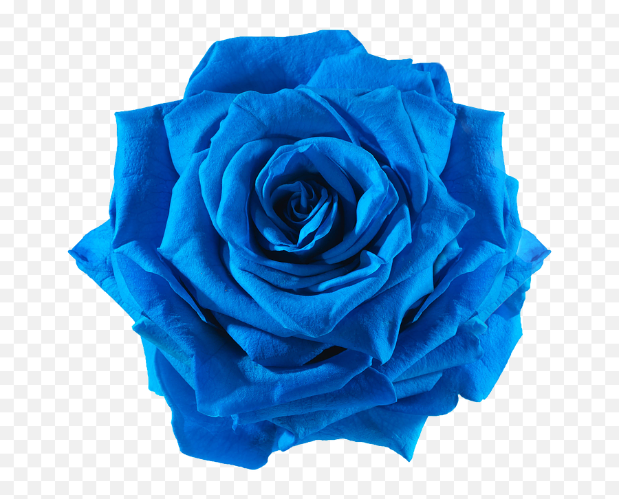 Blue Rose Cut Flowers - Blue Flower Png Download 738738 Emoji,Blue Flower Transparent Background