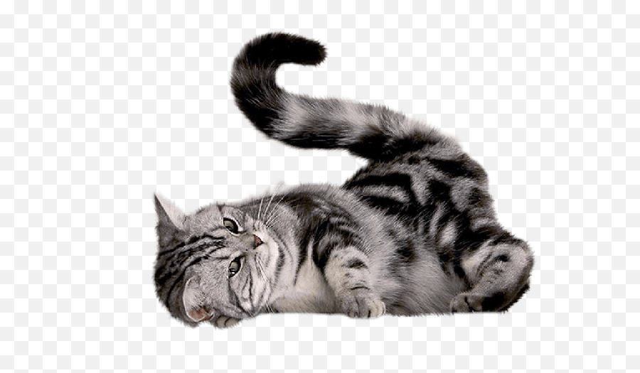 43 Cat Png Image Download Picture Kitten Emoji,Kitten Transparent Background