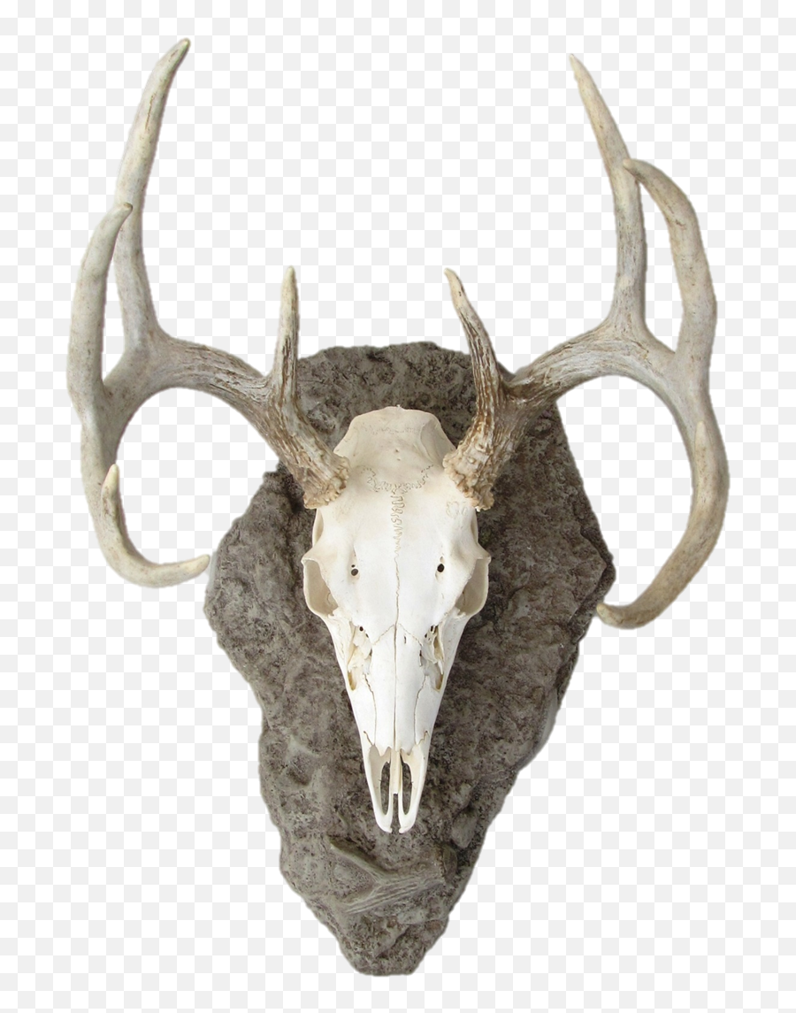 Deer Skull Png - Mounted Deer Head Png Transparent Cartoon Antler Emoji,Deer Head Clipart
