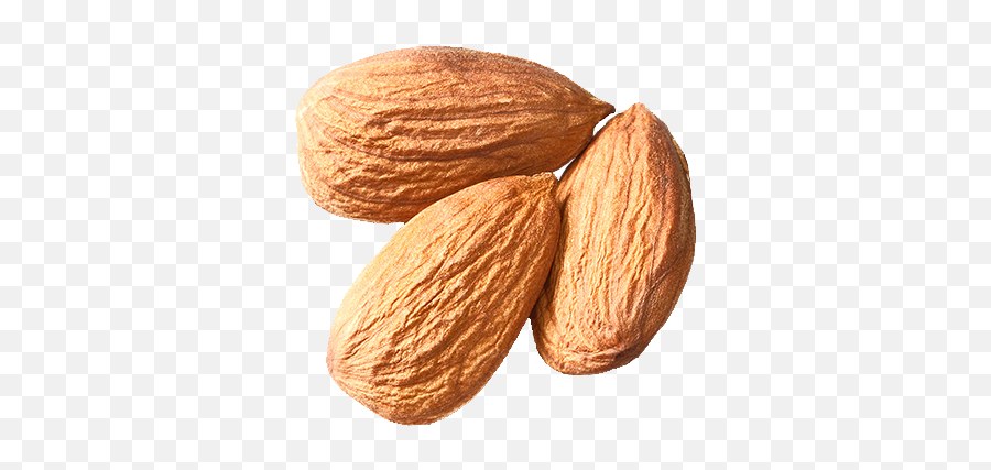 Almond Free Png Images Almond Tree - Nut Png Emoji,Nuts Png