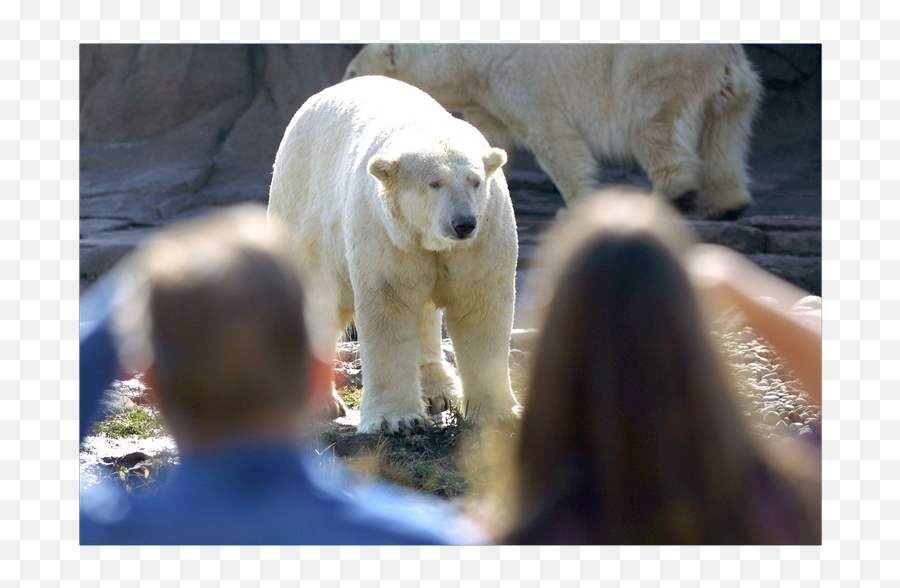 Polar Bear Killed - Dc Polar Bear Exhibit Emoji,Polar Bear Png