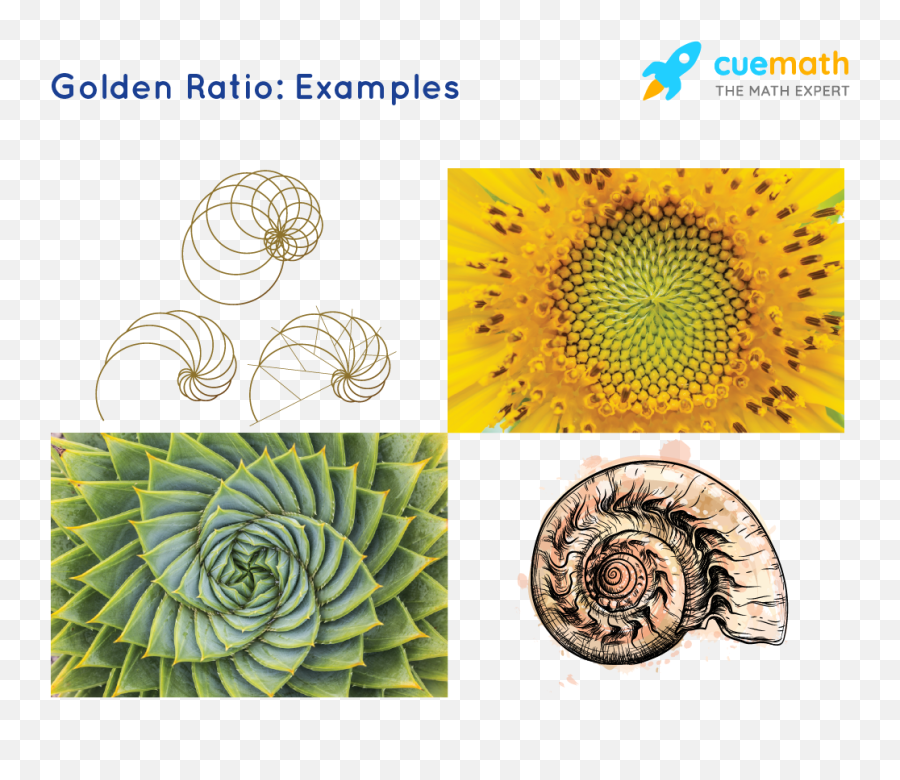 Golden Ratio - Succulent Plant Emoji,Golden Ratio Png