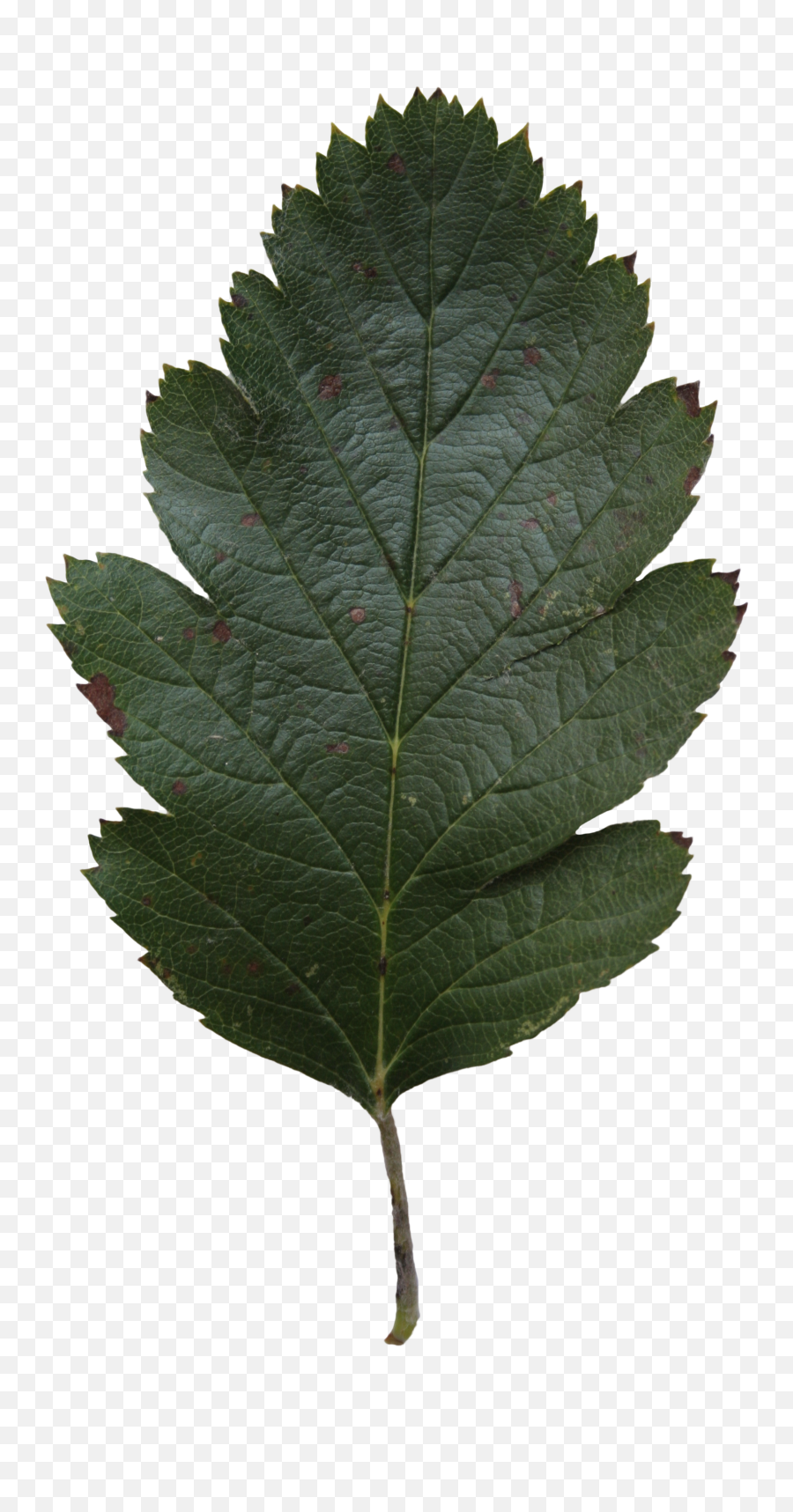 Oak Leaf Png - Gambel Oak Transparent Cartoon Jingfm Urticaceae Emoji,Oak Leaf Clipart