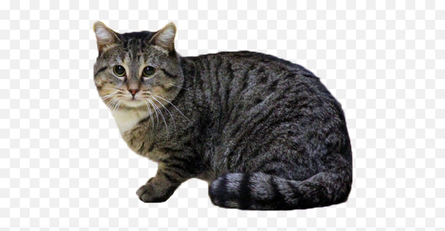 Index Of Daveycats - Domestic Short Haired Cat Png Emoji,Cats Png