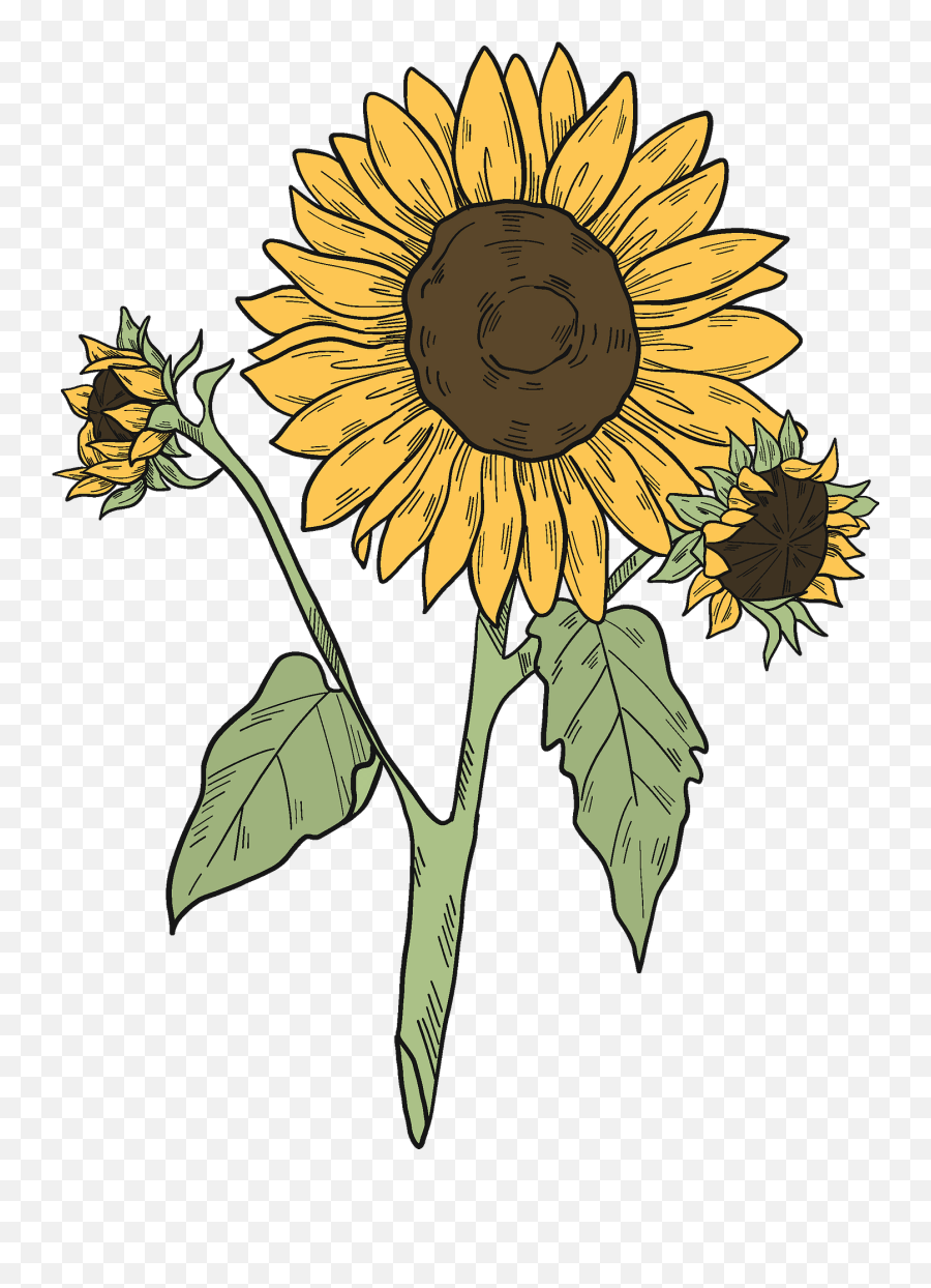 Sunflowers Clipart Free Download Transparent Png Creazilla - Fresh Emoji,Sunflower Clipart