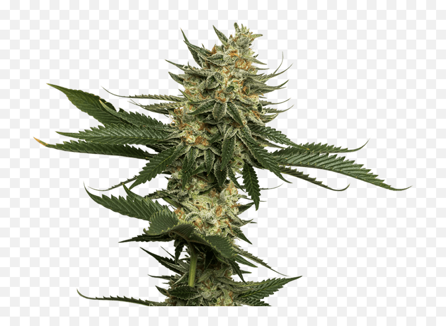 Cannabis - Transparent Cannabis Plant Png Emoji,Weed Png