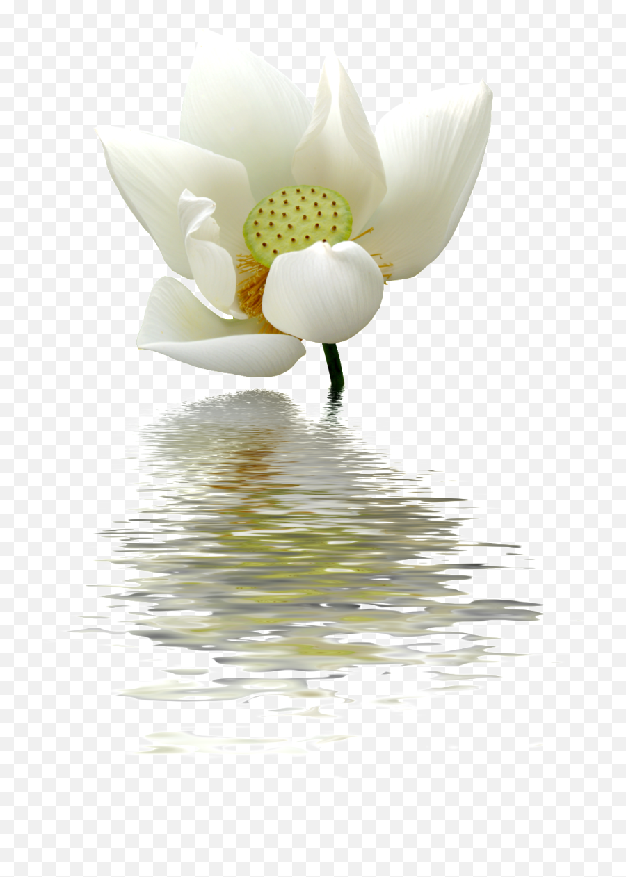 Download A Lotus Flower Transparent On The Water - Lotus Cecília Sfalsin Frases Bom Dia Emoji,Lotus Flower Transparent Background