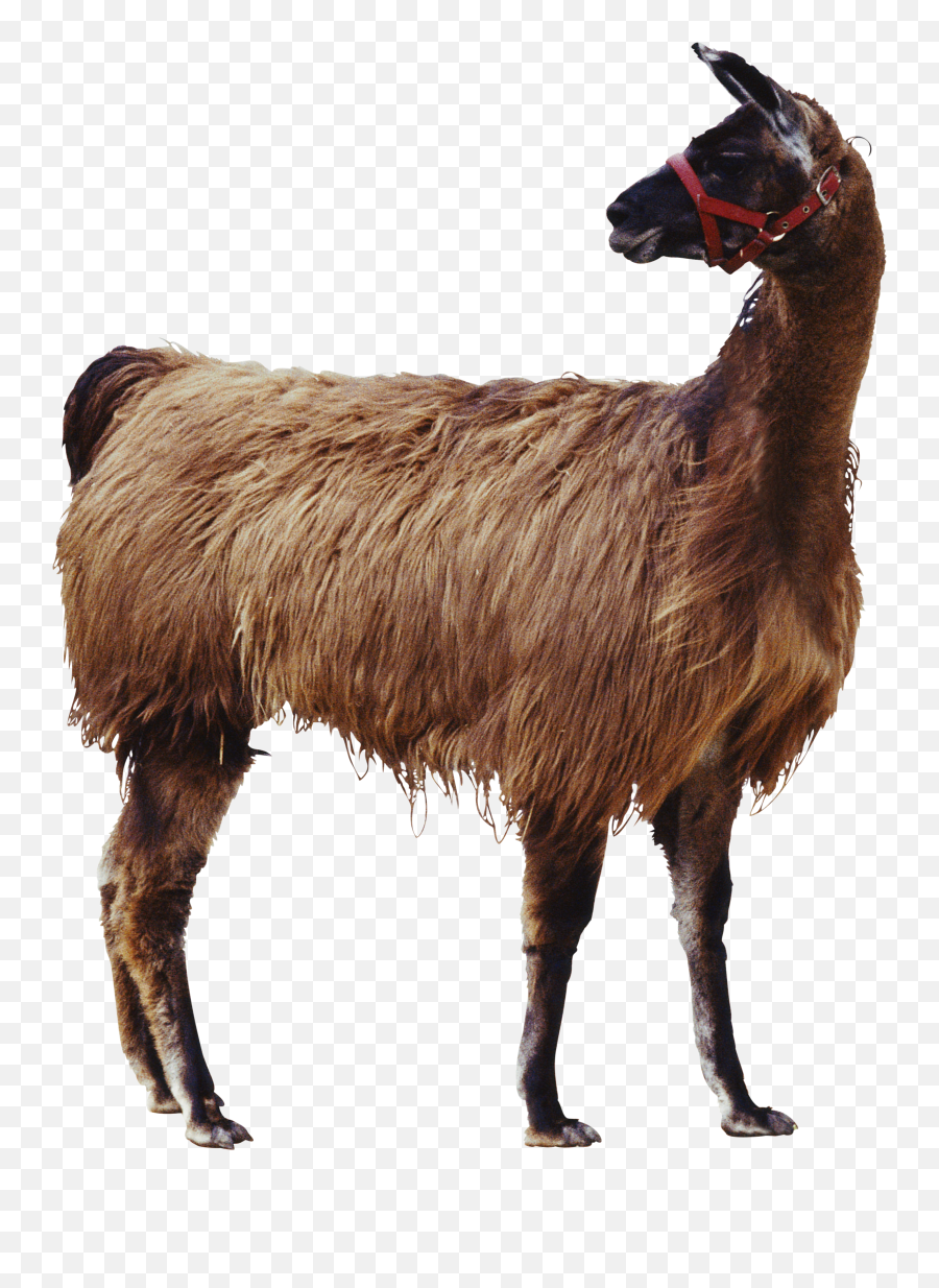 Goat Applied Animal Nutrition Cat Livestock - Llamas Png Emoji,Goat Transparent Background