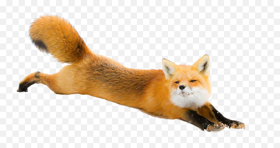 Fox Png Picture - Transparent Background Fox Transparent Emoji,Fox Png