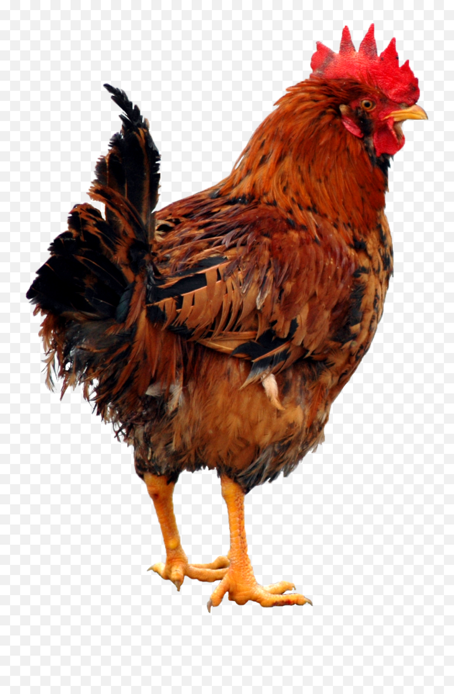 Download Chicken Clipart Hq Png Image - Chicken Png Emoji,Chicken Clipart