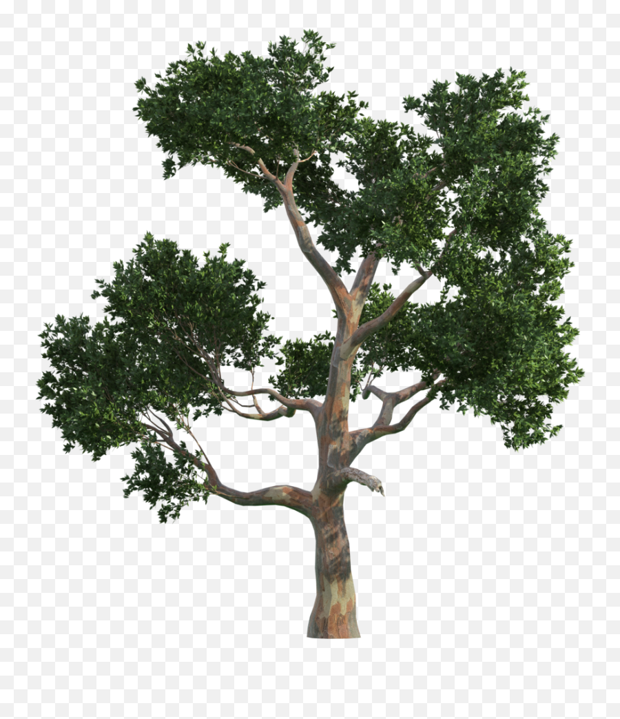 Oak - Trees Tree Vecteur Gratis Png Image High Quality High Quality Tree Png Emoji,Oak Trees Clipart