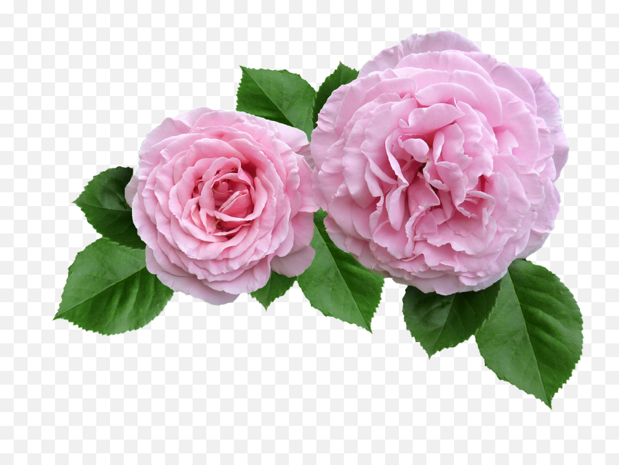 Rose Pink Ruffled Emoji,Pink Rose Petals Png