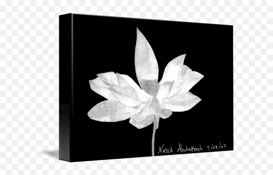 White Flower Drawing By Nadia A Emoji,Flower Drawing Transparent