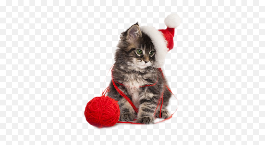 Christmas Kitten Png Hd Png Mart Emoji,Kitten Transparent Background