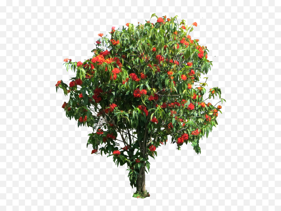 Tree Png Official Psds Emoji,Red Tree Png